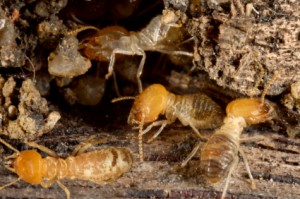 habitation en bois des termites