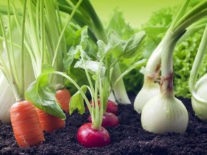 Quels fruits et légumes faire pousser dans son jardin